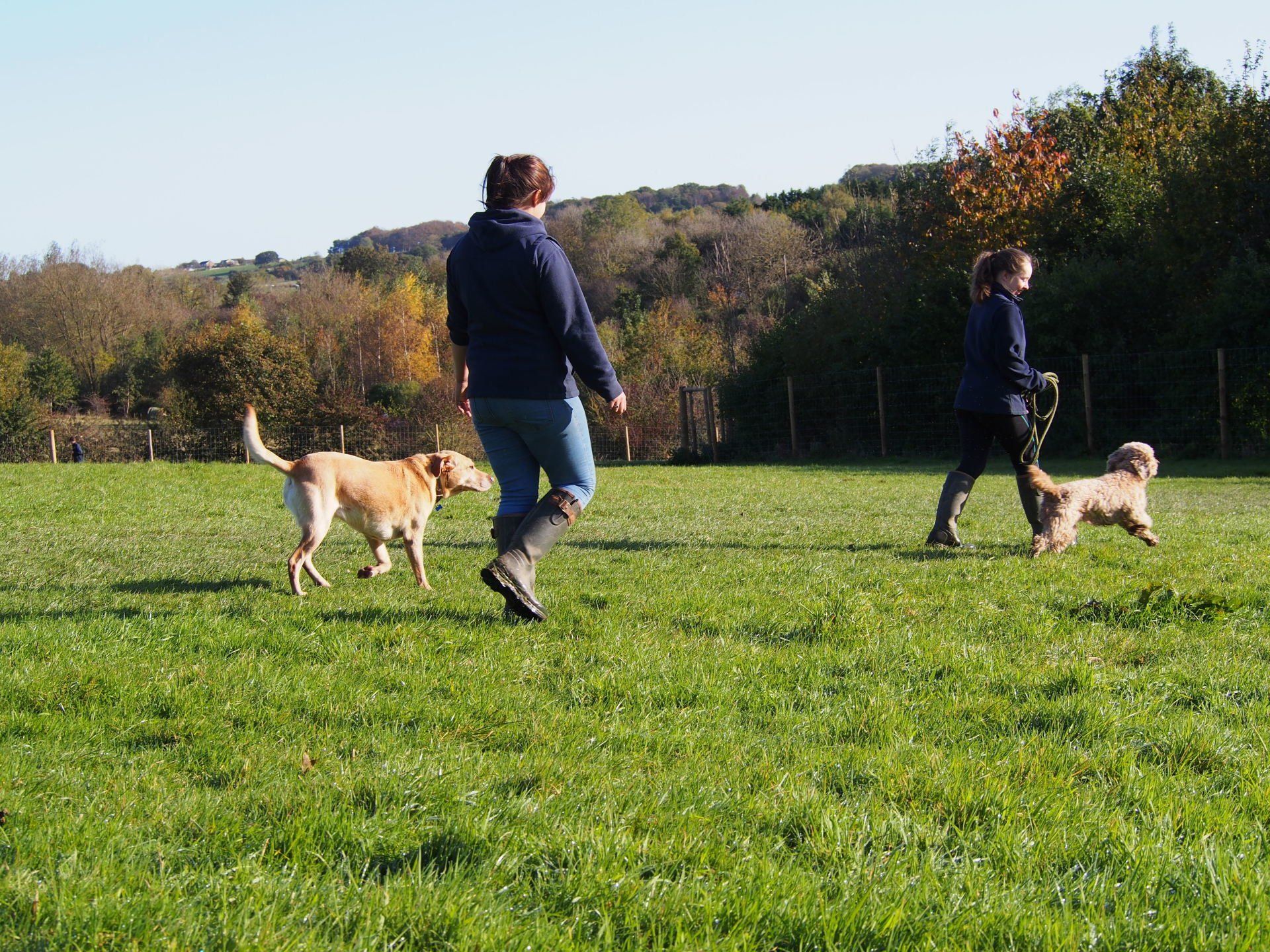 Dog Boarding