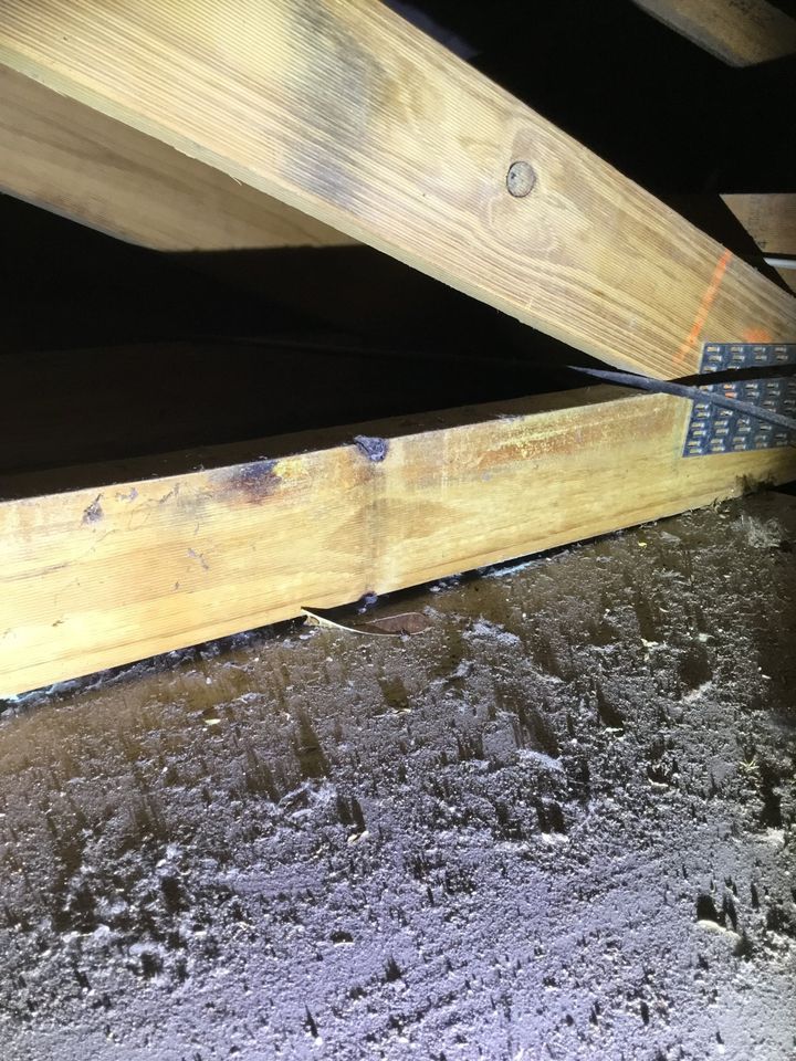Inspecting termite traces