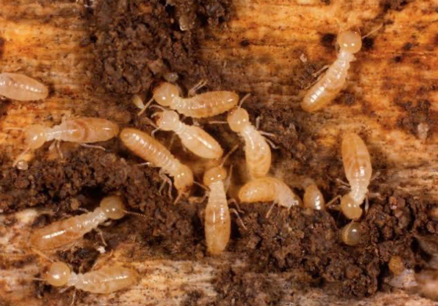 Nurse termites