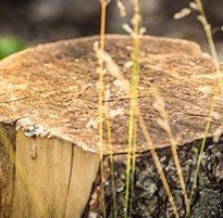 Tree Removal — Cut Tree in Waterbury, VT Tree Removal — Cut Tree in Waterbury, VT