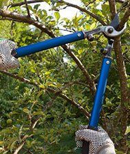 Tree Trimming — Cutting Tree Branch in Waterbury, VT Tree Trimming — Cutting Tree Branch in Waterbury, VT