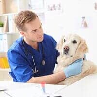 Male Pet Clinic — Vet is Analyzing Animal Health in Merrillville, IN