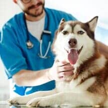 Dog and Cat Veterinarian Services — Dog Under Medical Treatment in Merrillville, IN