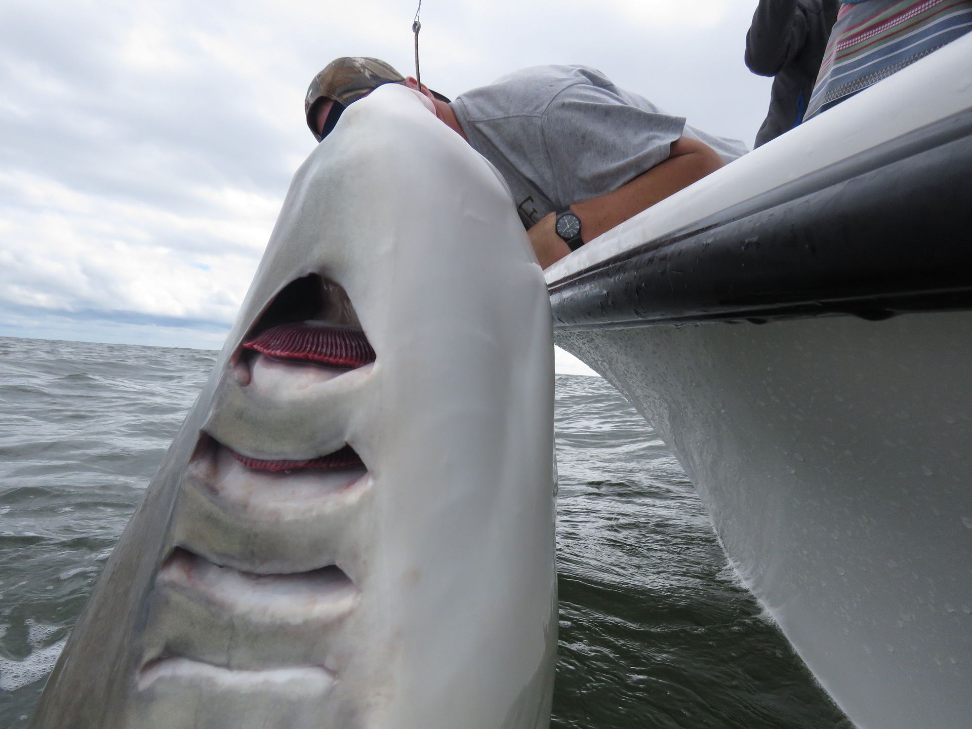 best shark fishing in ga saltwater