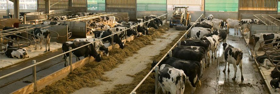 Cows feeding in the dairy