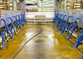 Interior of the dairy with recently-hosed floor