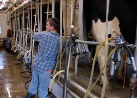 A man attending to cows in the dairy
