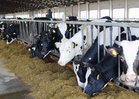 Cows enjoying their lunch