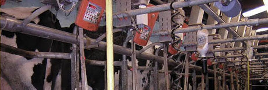 Dairy interior