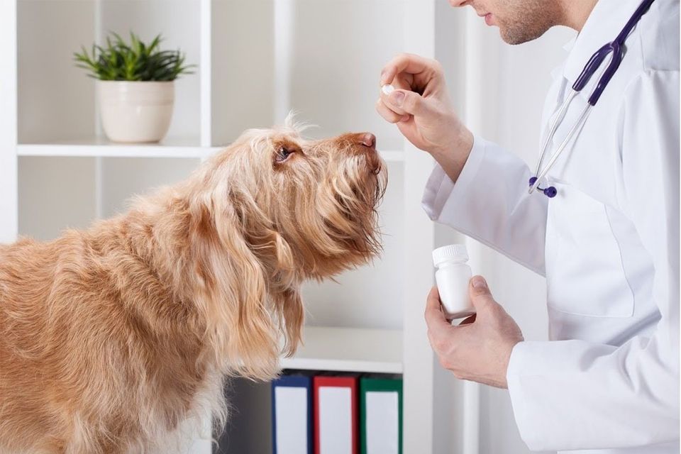 Veterinarian and His Dog — Los Angeles, CA — Spiga and Associates Veterinarian and His Dog — Los Angeles, CA — Spiga and Associates