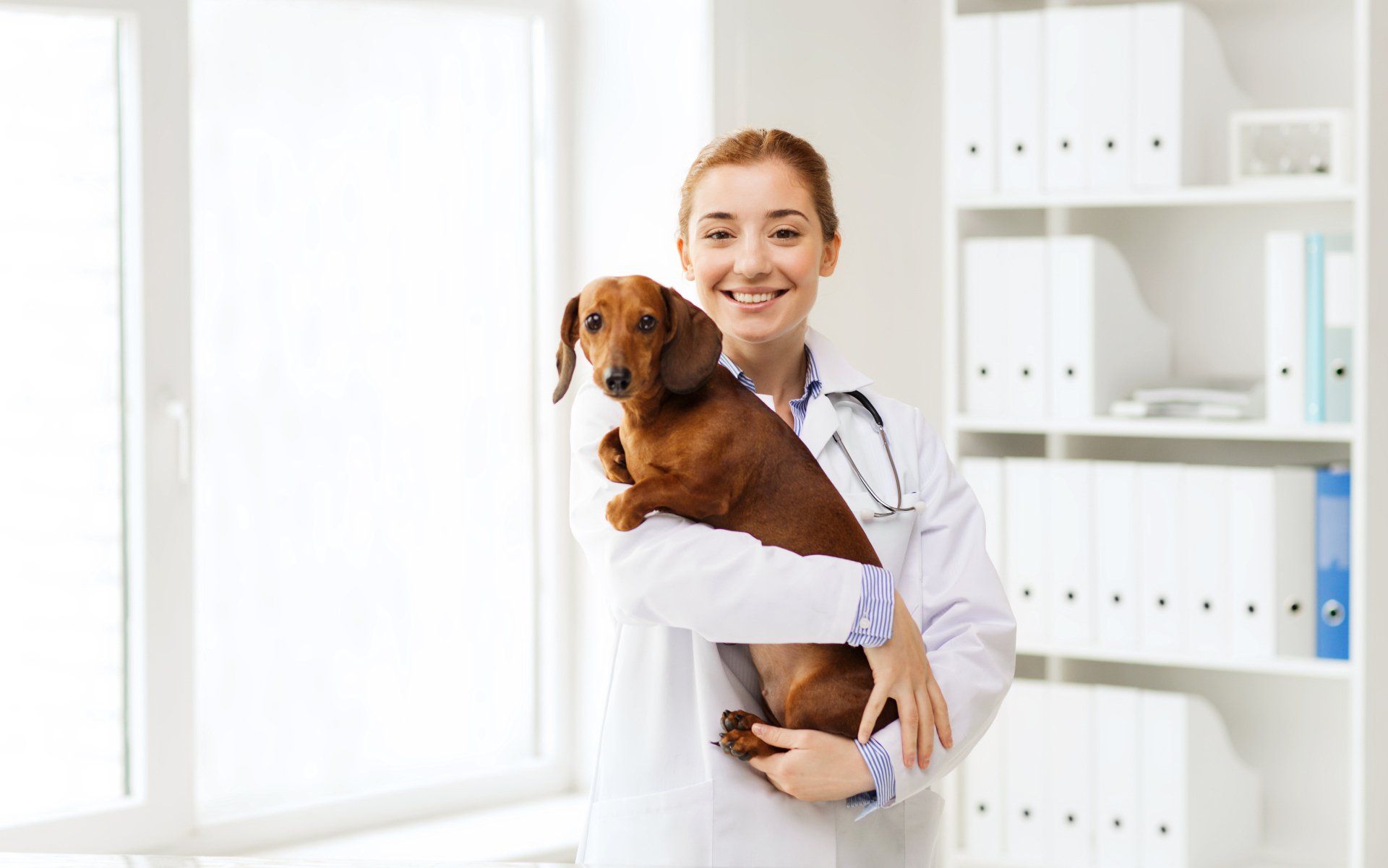 Veterinarian — Los Angeles, CA — Spiga and Associates