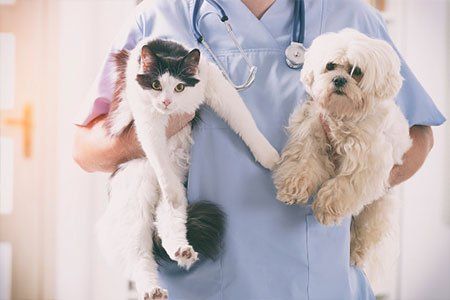 Veterinarian With Dog And Cat In Corridor — Los Angeles, CA — Spiga and Associates Veterinarian With Dog And Cat In Corridor — Los Angeles, CA — Spiga and Associates