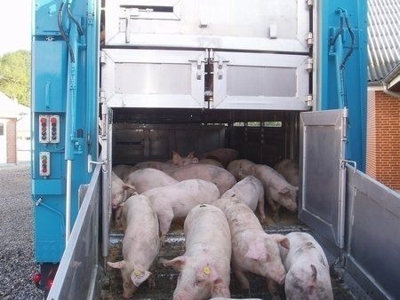 Mange grise der bliver læsset af lastbilen