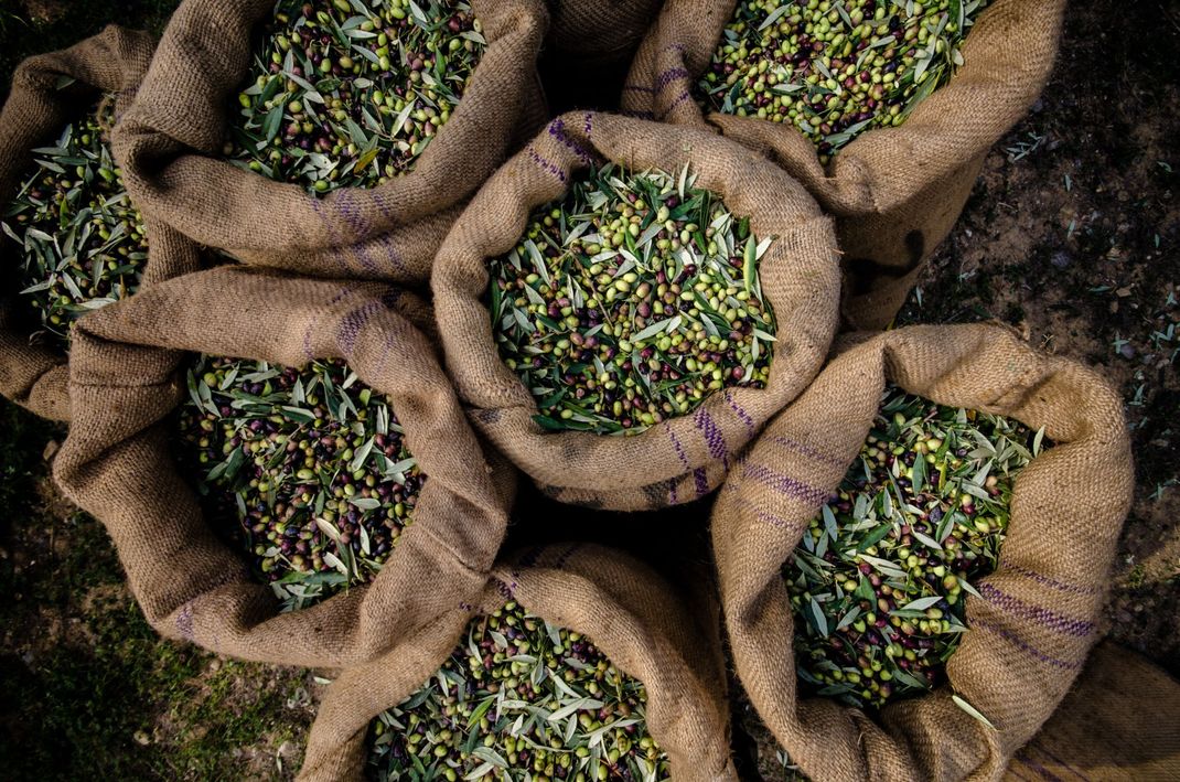 sacchi di olive appena raccolte