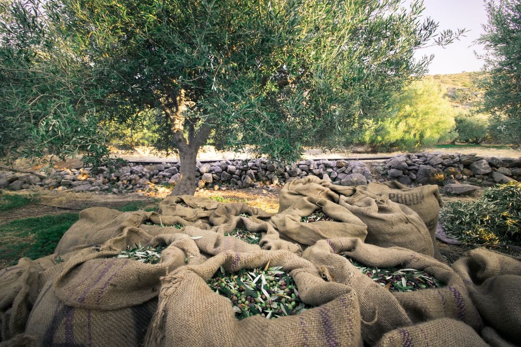 raccolta di olive