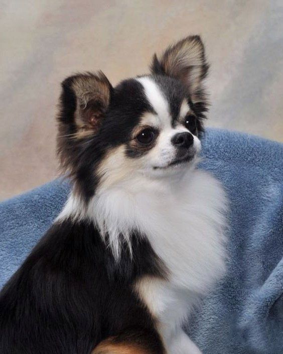 chihuahuas en venta