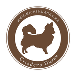 chihuahuas en venta