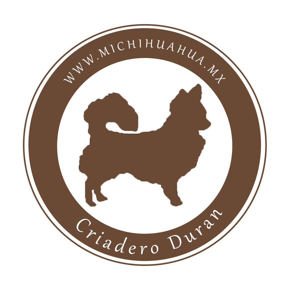 chihuahuas en venta