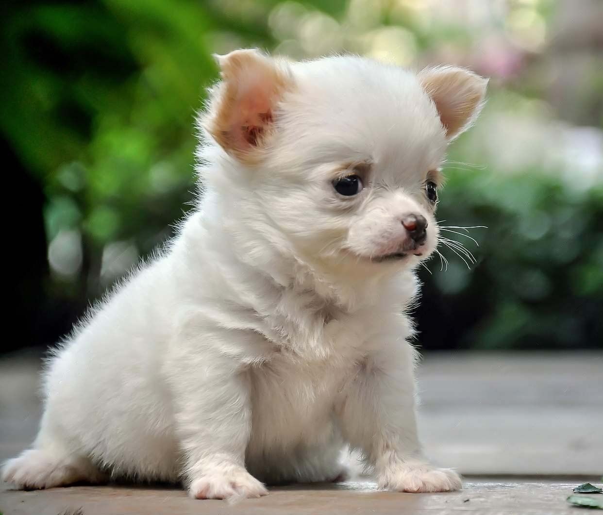 chihuahuas en venta
