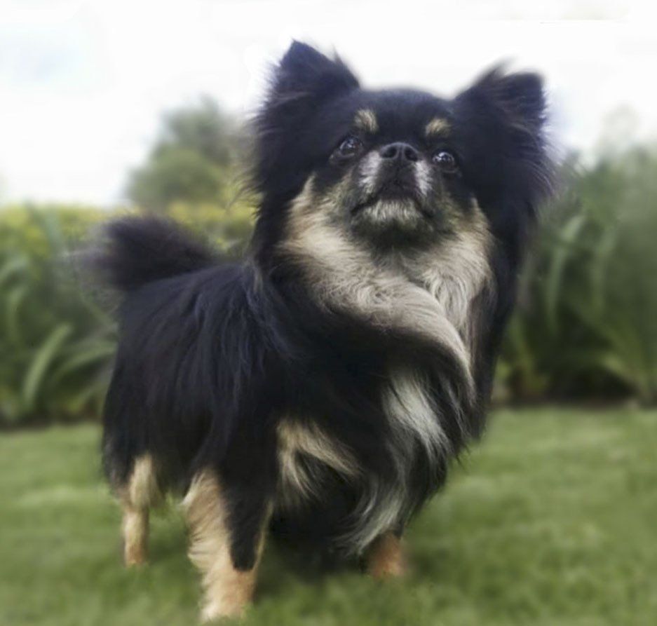 chihuahuas en Torreon