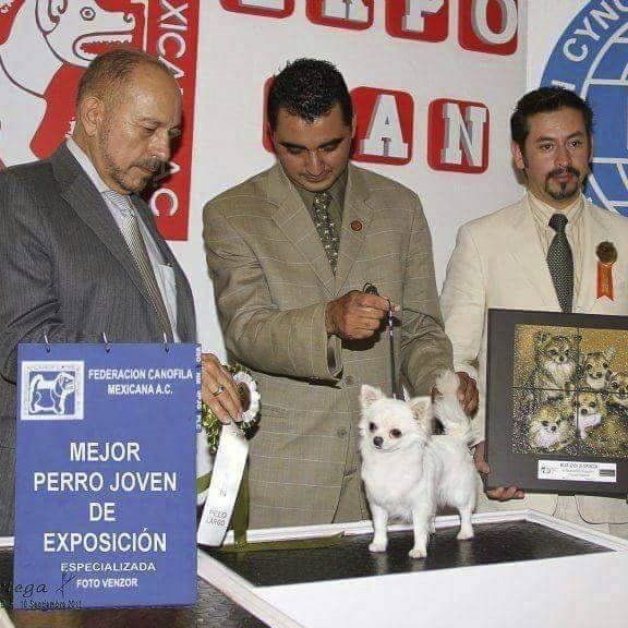 criadero de perros chihuahua