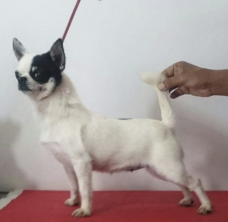 venta de perros chihuahua