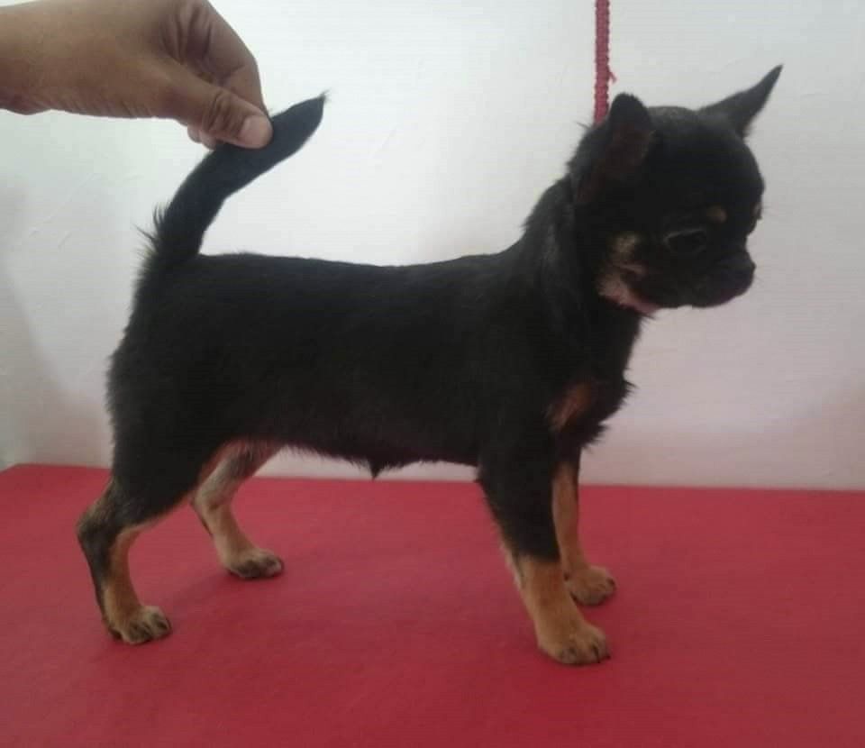 criadero de perros chihuahua