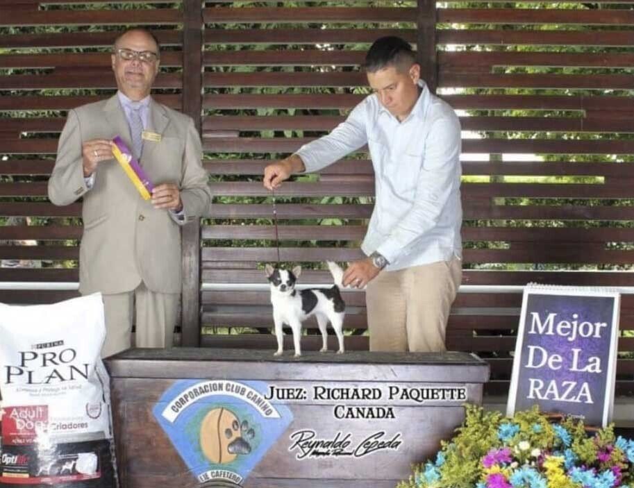 venta de perros chihuahua