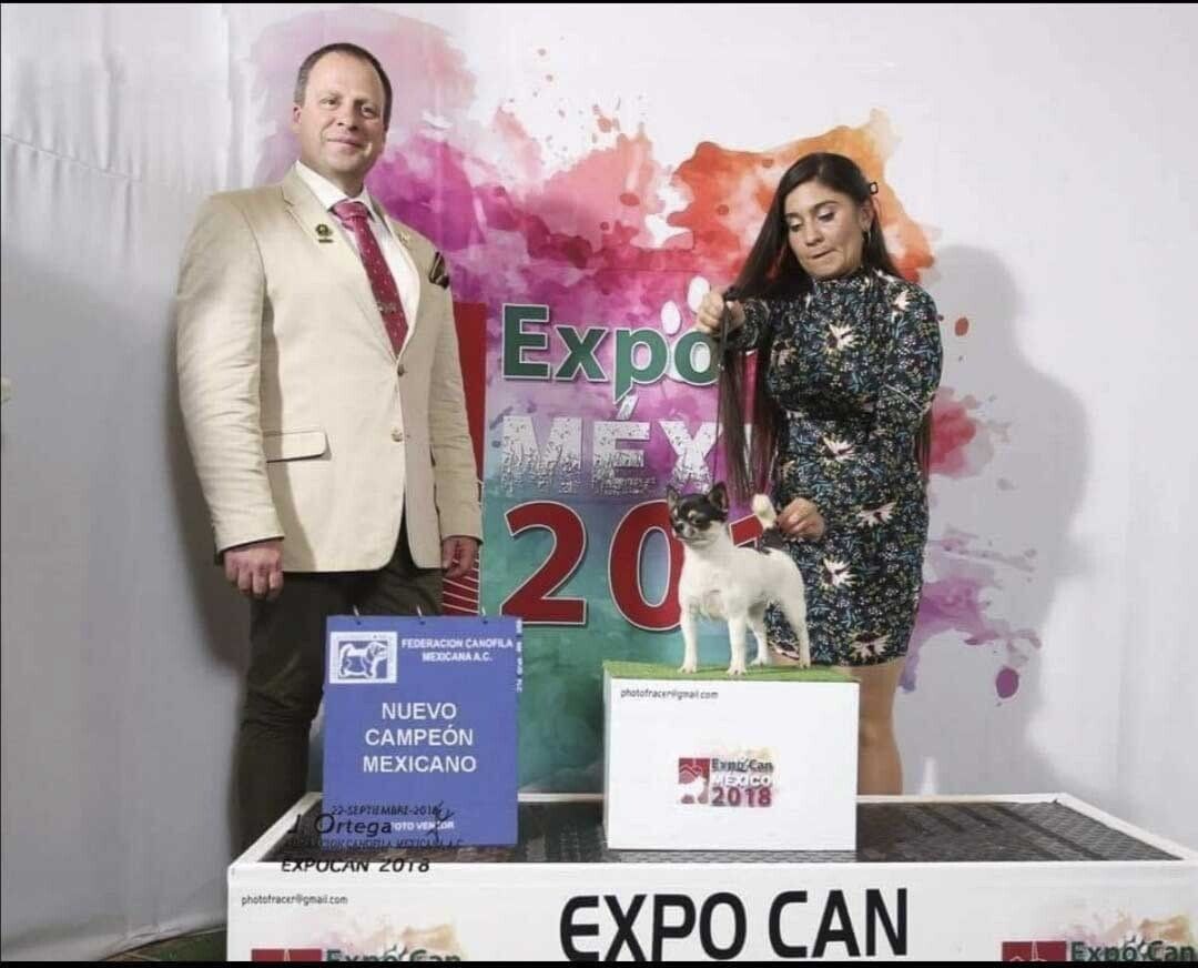venta de perros chihuahua