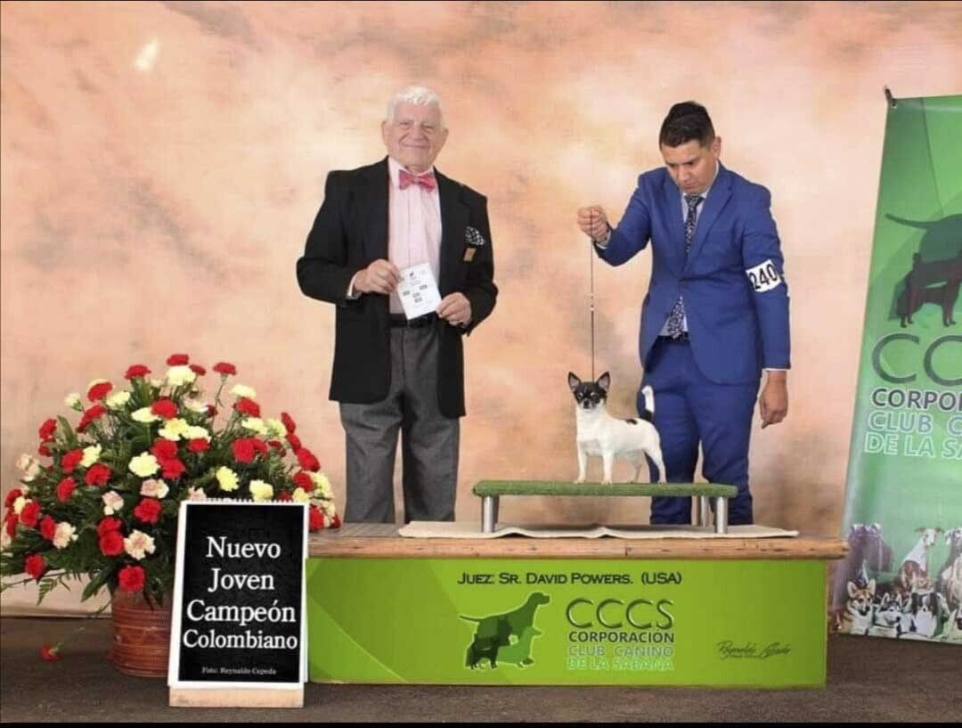 venta de perros chihuahua