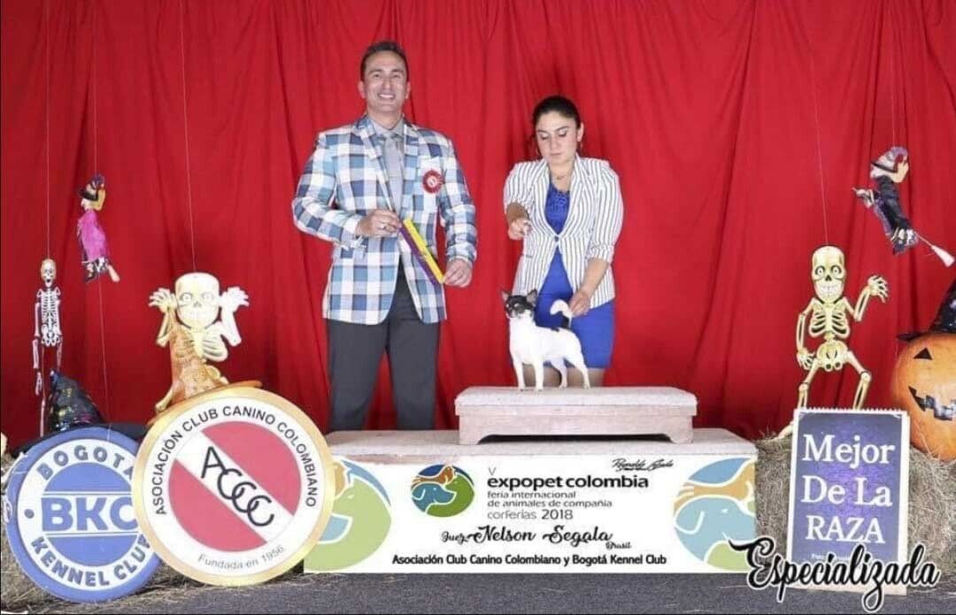 venta de perros chihuahua