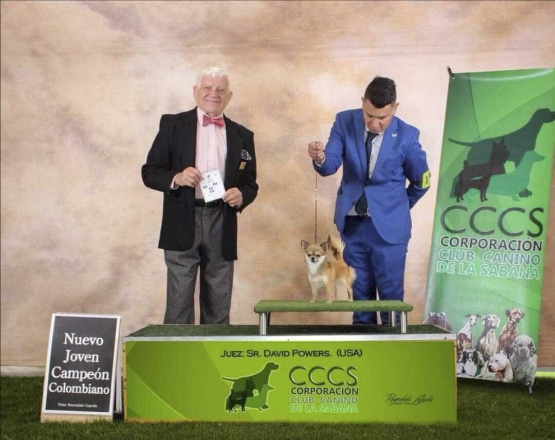venta de perros chihuahua