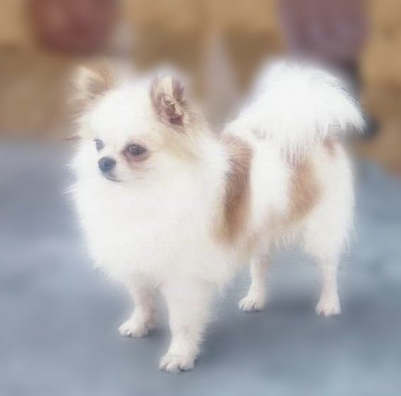 venta de perros chihuahua
