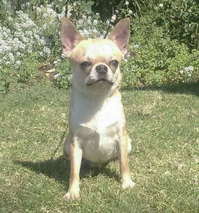perros chihuahua en mexico