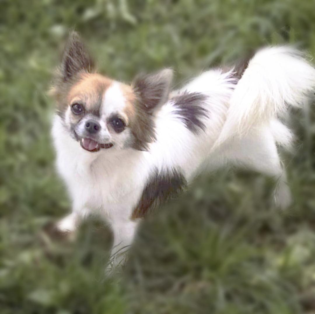 criadero de perros chihuahua