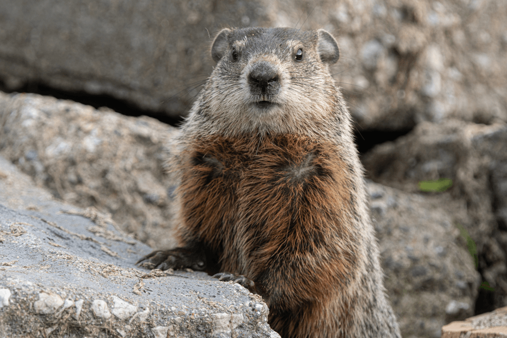 Groundhog-Removal-Illinois