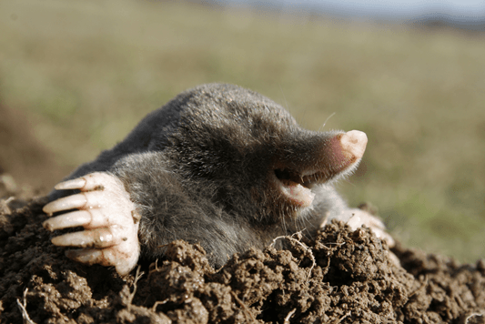 Get-Rid-Of-Moles