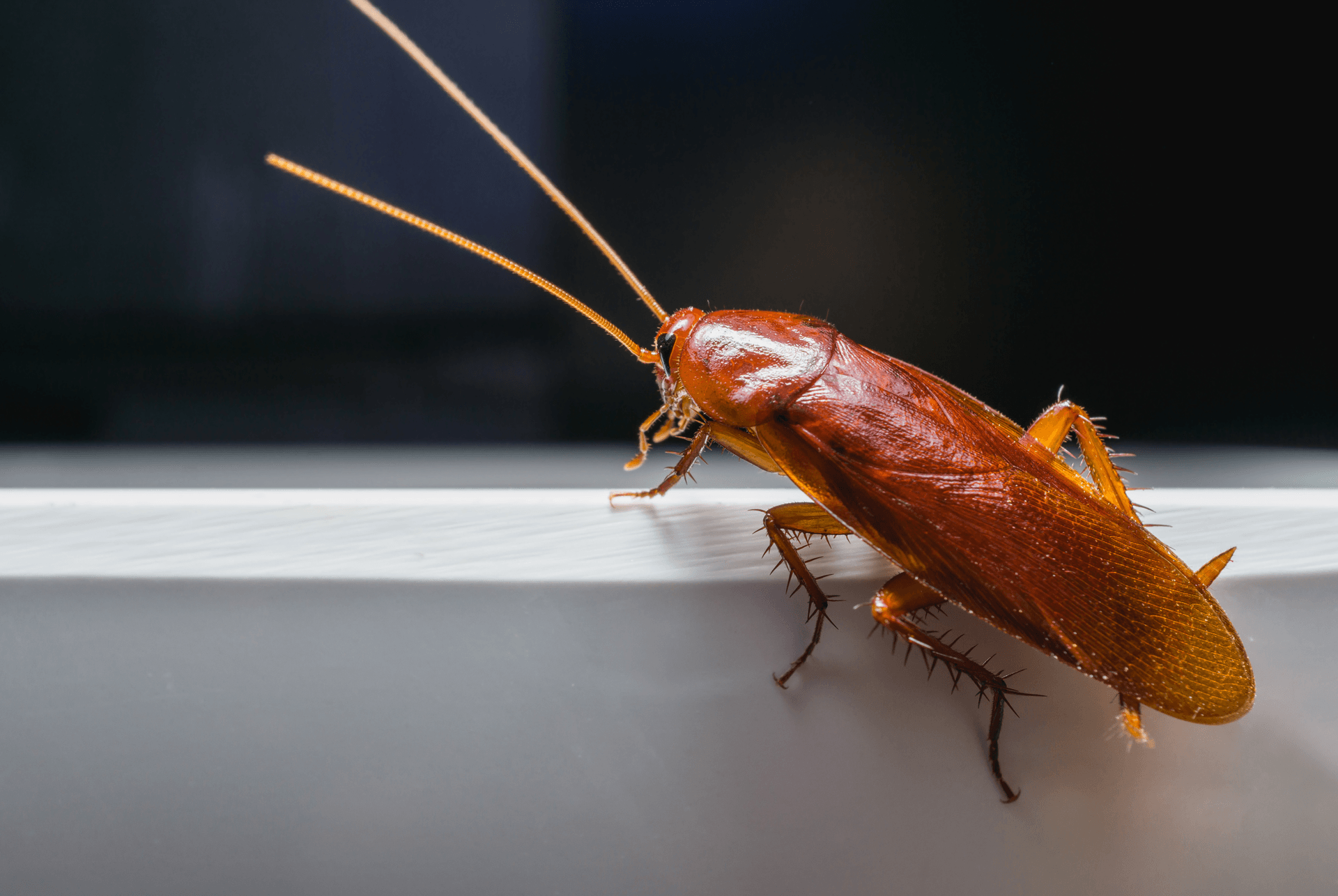 General-Pest-Control-St.-Louis