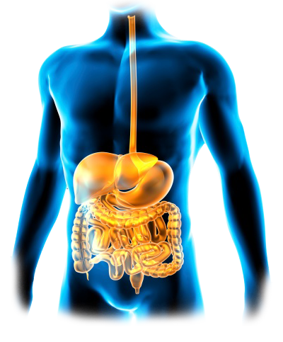 internal and external hemorrhoids