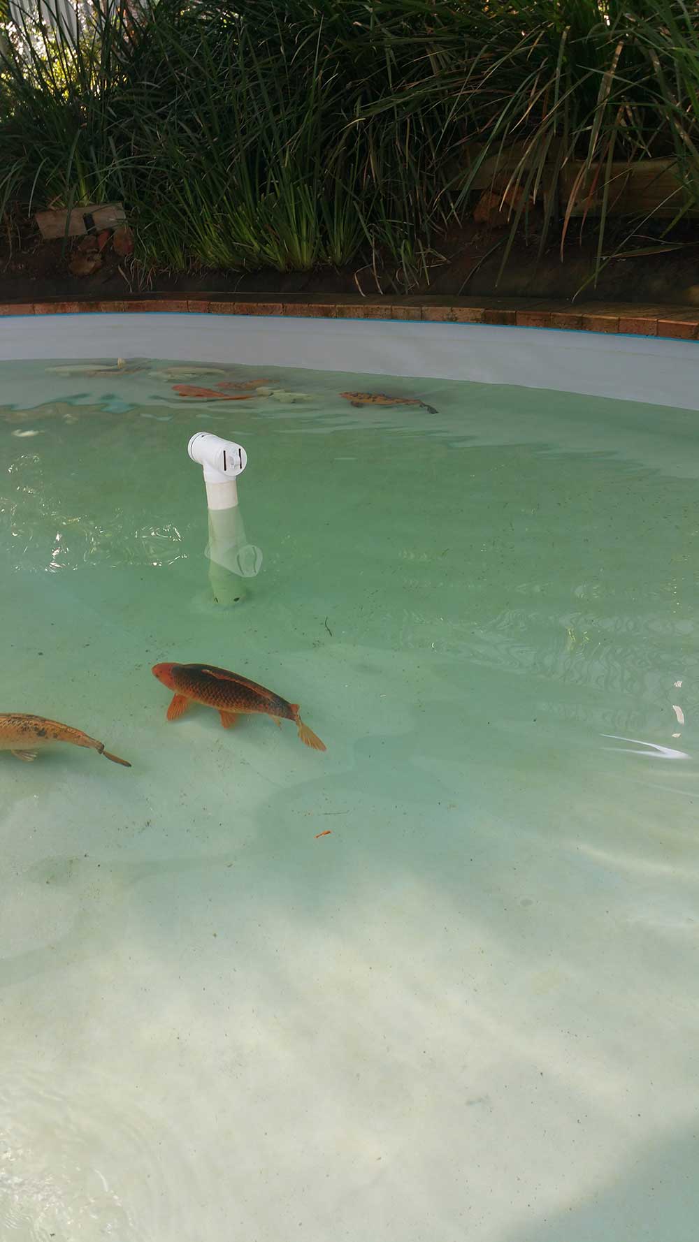 byford pond with fish swimming