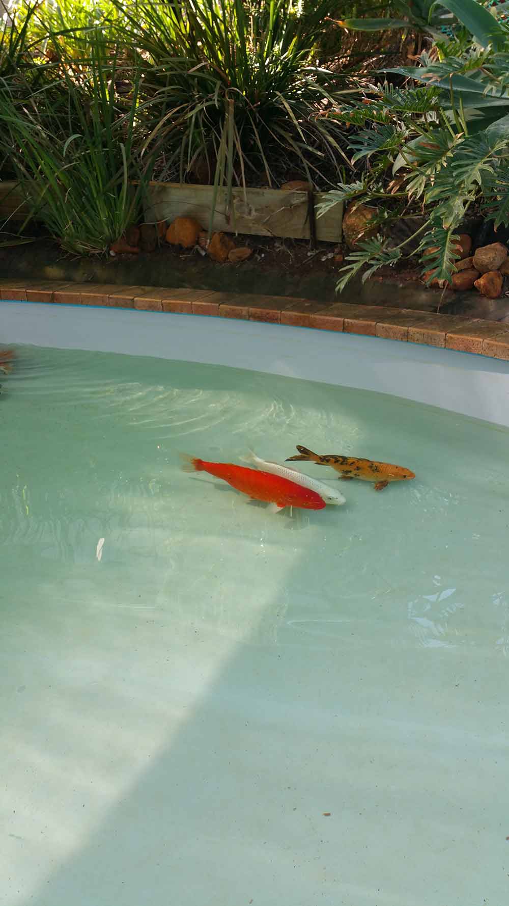 byford pond with large fish