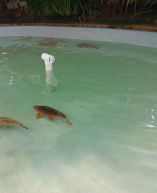 pond with fish