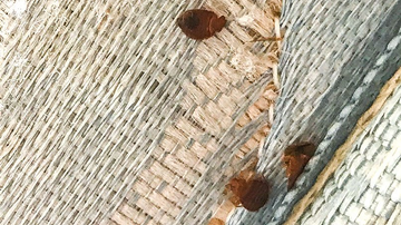 Close-up of a mattress with three bed bugs visible on the fabric.