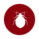White bed bug silhouette inside a red circle.