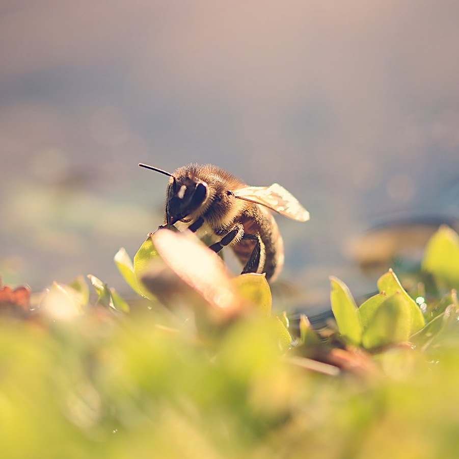 Bee on green leaves, near water, with wings partially spread.