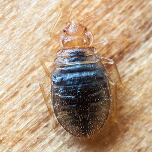 Bed bug on wood surface, brown body, oval shape, translucent wings.