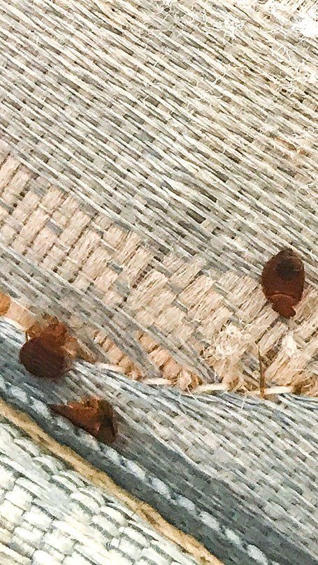 Close-up of woven straw mat with three brown seed-like objects on it.