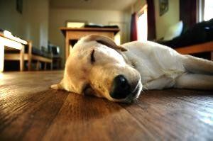 hardwood floor and pets