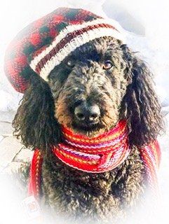 A&R Carpet Barn Linc.the.doodle