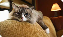 hardwood floor and pets